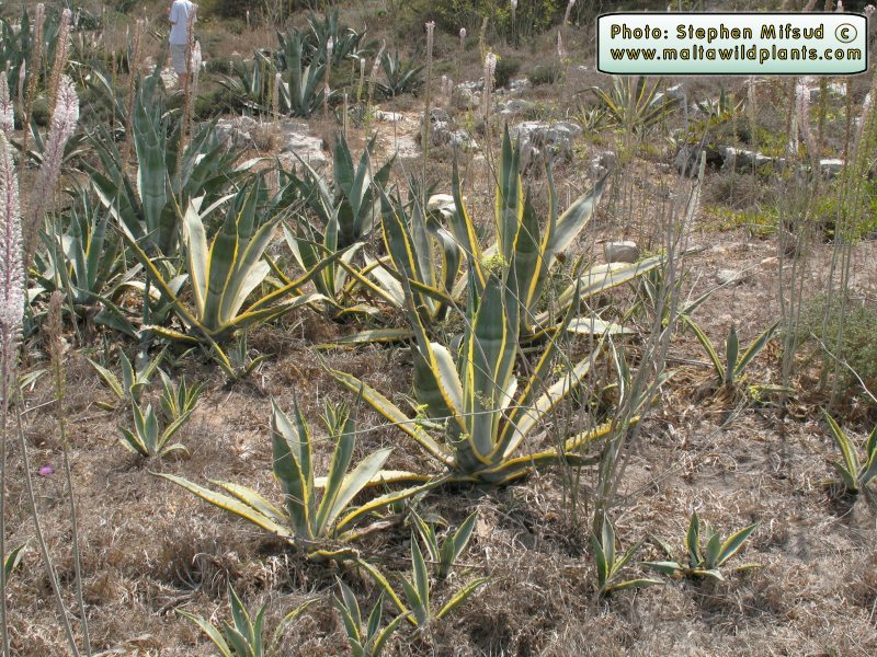 Agave americana var. marginata (Agave) : MaltaWildPlants.com - the ...